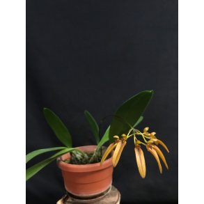 Bulbophyllum forrestii