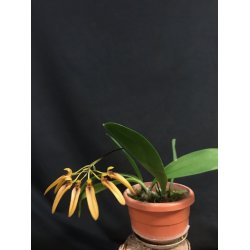 Bulbophyllum forrestii