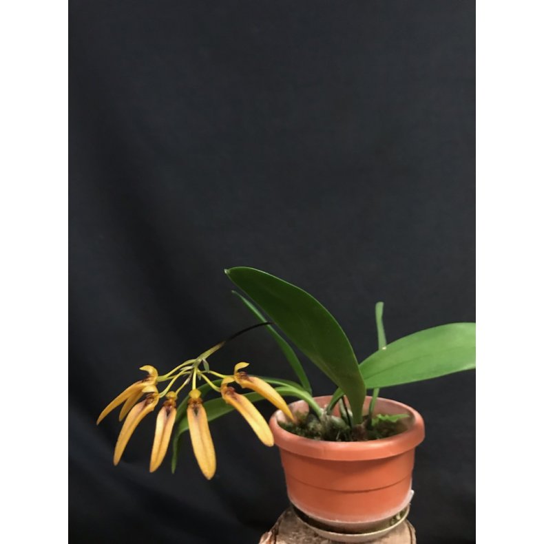 Bulbophyllum forrestii