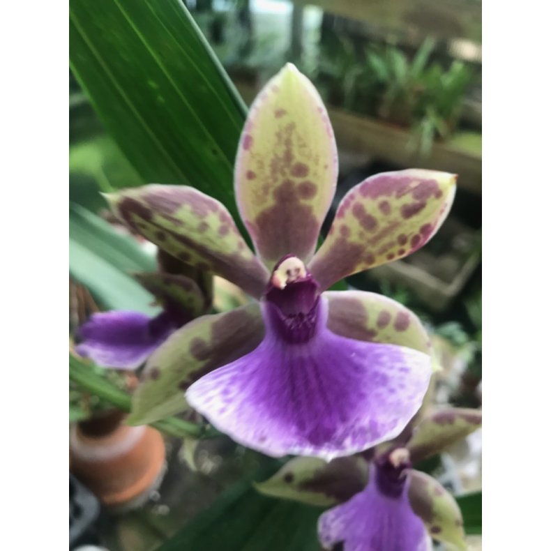 Zygopetalum Blackii