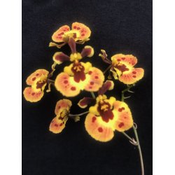 Tolumnia Jairak Rainbow - p klods