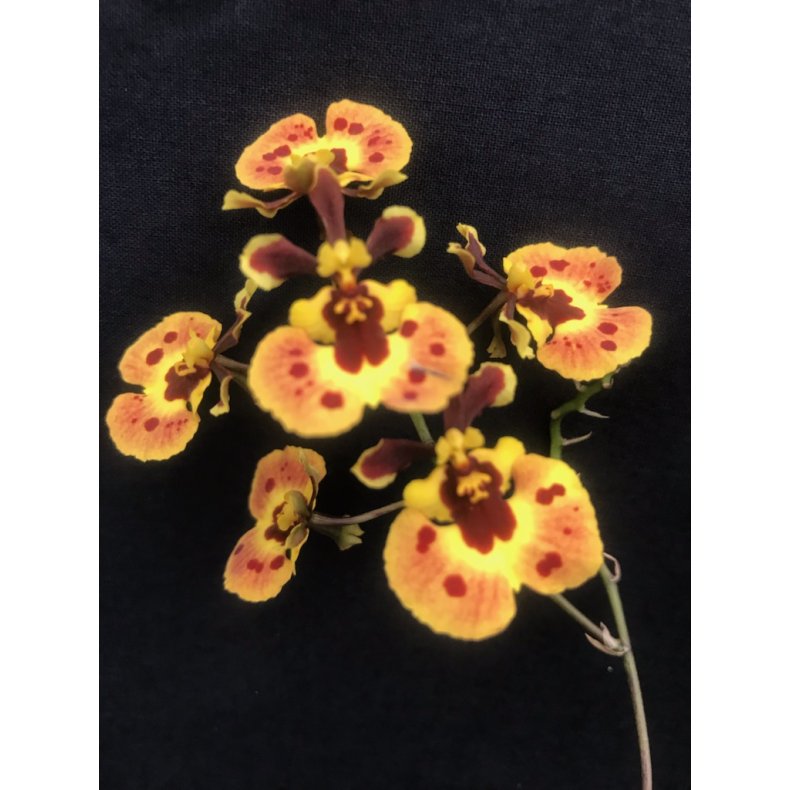 Tolumnia Jairak Rainbow - p klods