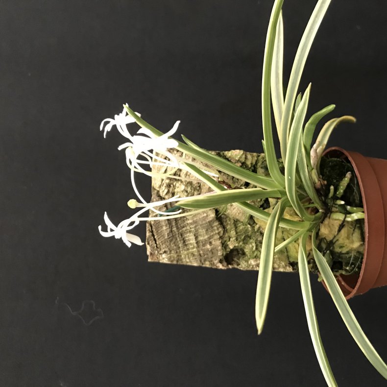 Neofinetia falcata Higashidemiyako