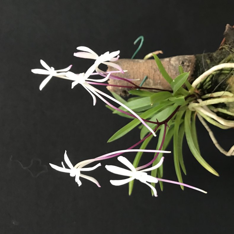 Neofinetia falcata 'Shutennou'