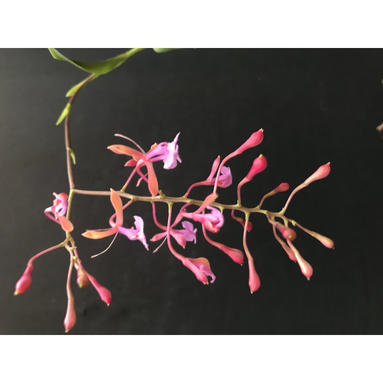 Epidendrum capri-cornu