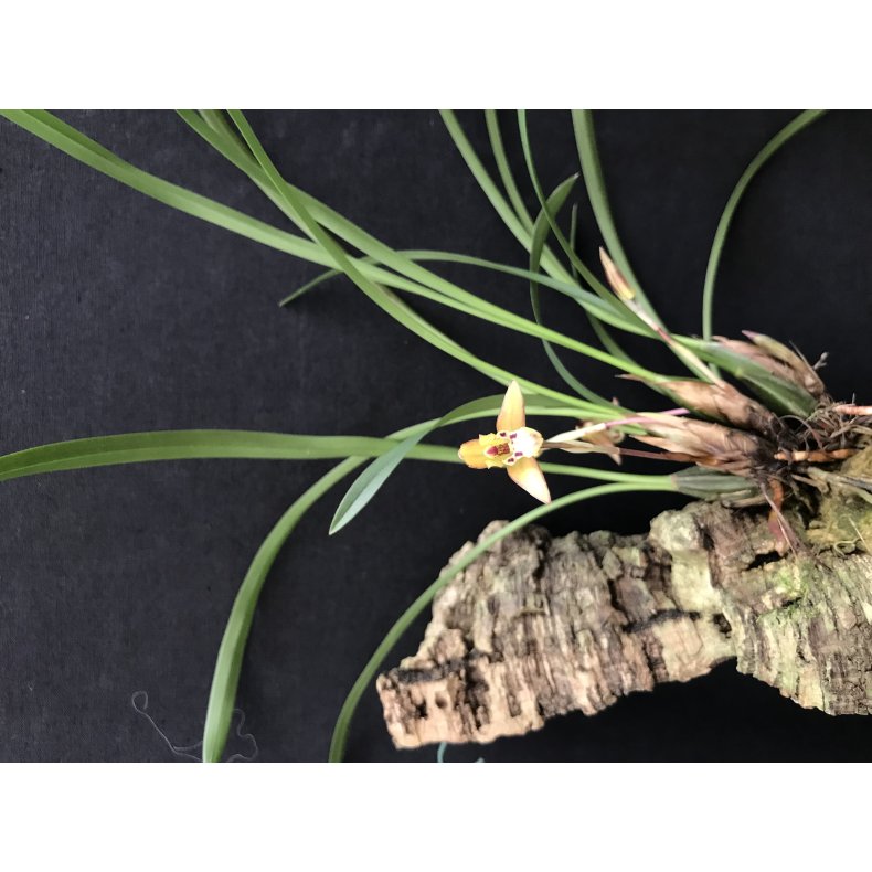 Maxillaria chrysantha