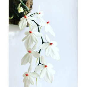 Aerangis luteoalba var. rhodosticta