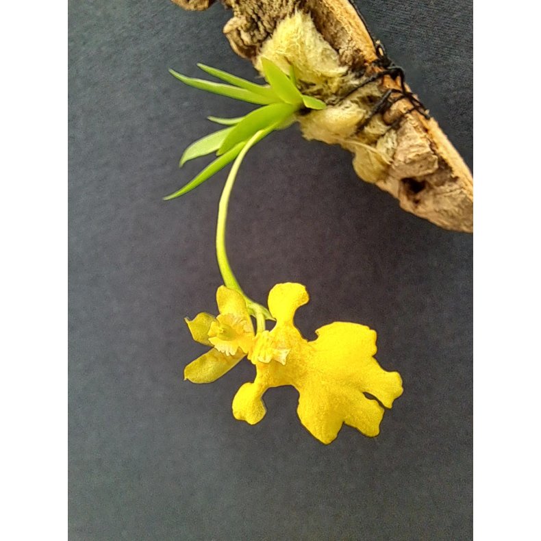 Psychopsis pusillum - p klods