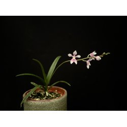 Sarcochilus Fitzhart
