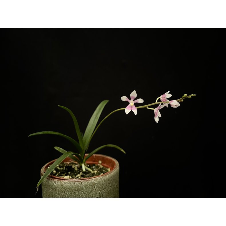 Sarcochilus Fitzhart