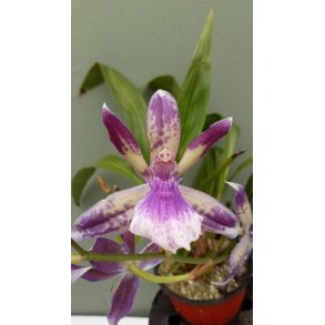 Acacallis cyanea X Otostyllis brachystalix