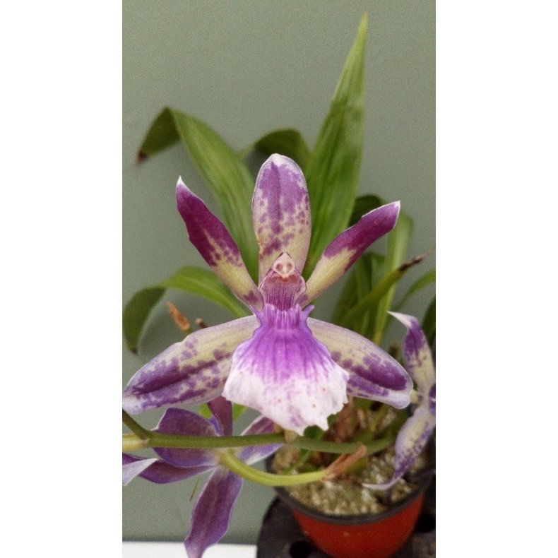 Acacallis cyanea X Otostyllis brachystalix