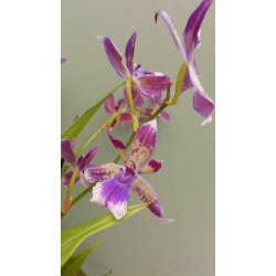 Acacallis cyanea X Otostyllis brachystalix