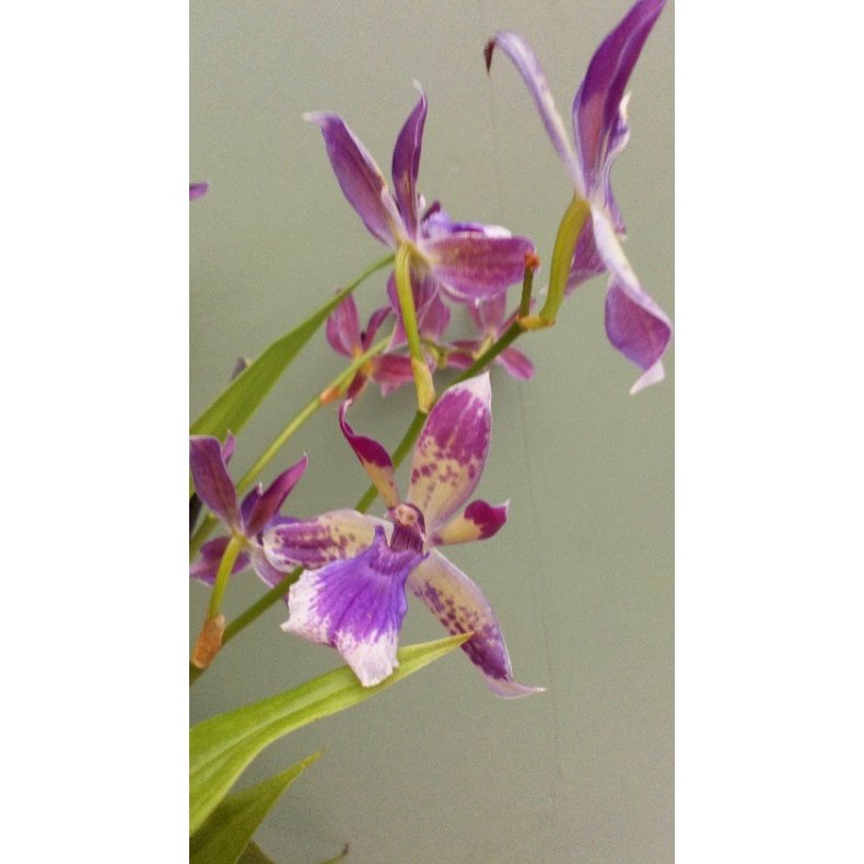 Acacallis cyanea X Otostyllis brachystalix