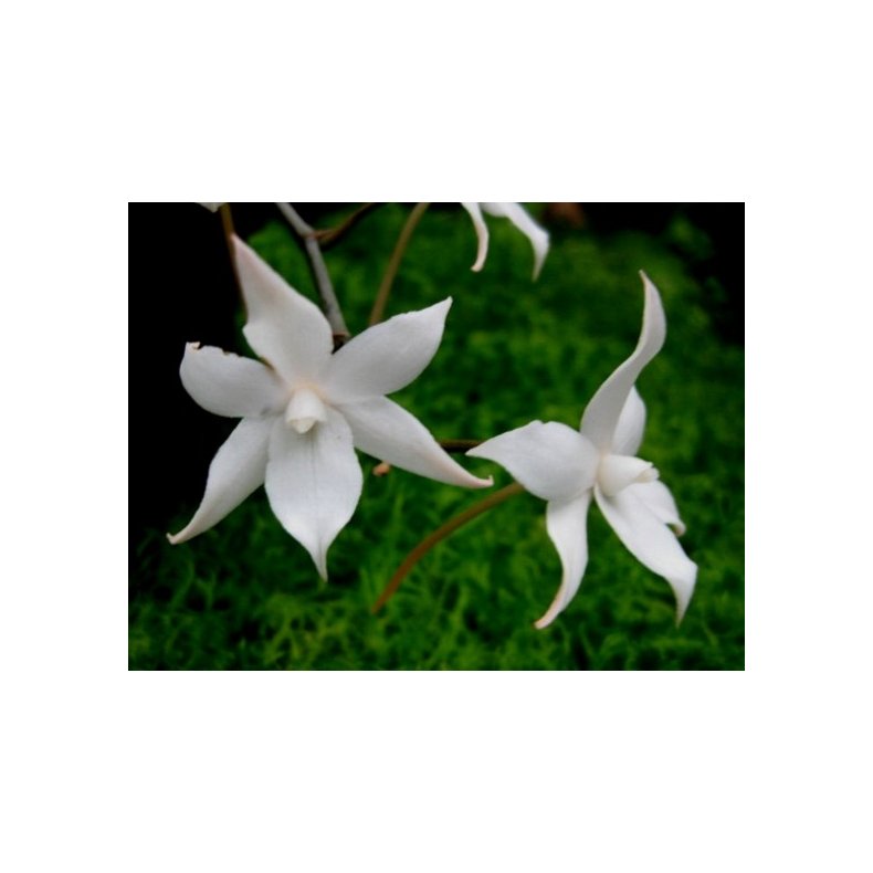 Aerangis biloba