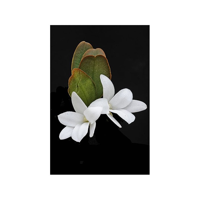 Aerangis fastuosa