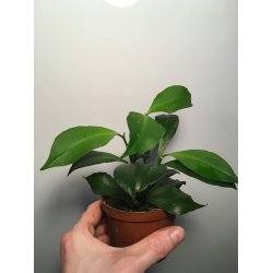 Aeschynanthus rubens