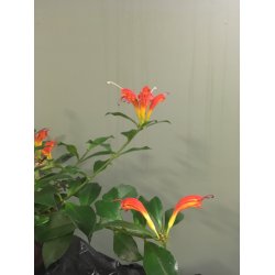 Aeschynanthus rubens