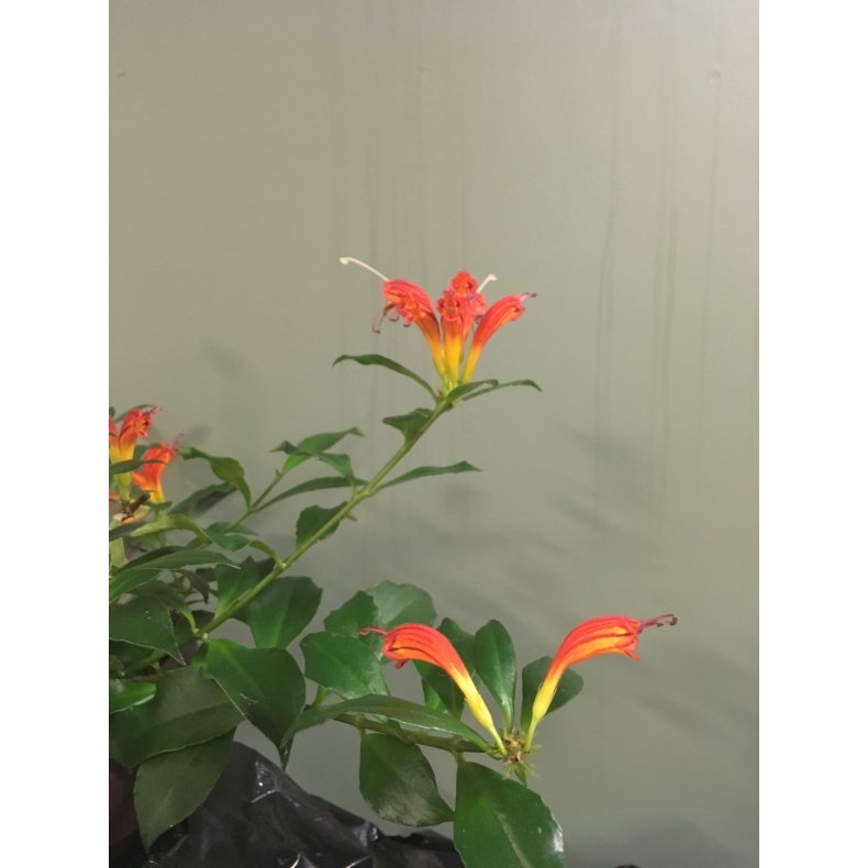 Aeschynanthus rubens