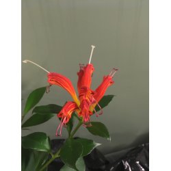 Aeschynanthus rubens