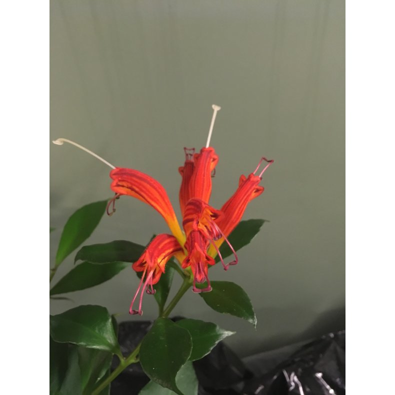 Aeschynanthus rubens