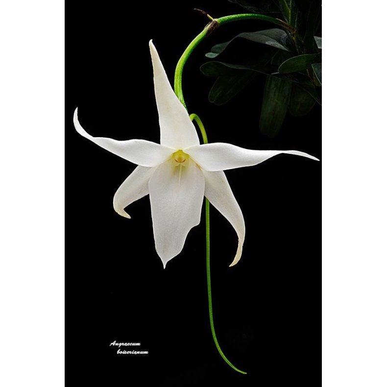 Angraecum bosserii