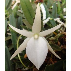 Angraecum didieri