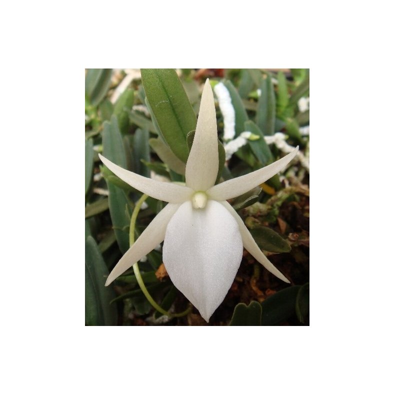 Angraecum didieri