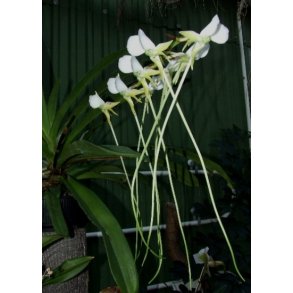 Angraecum eburneum v longicalcar 
