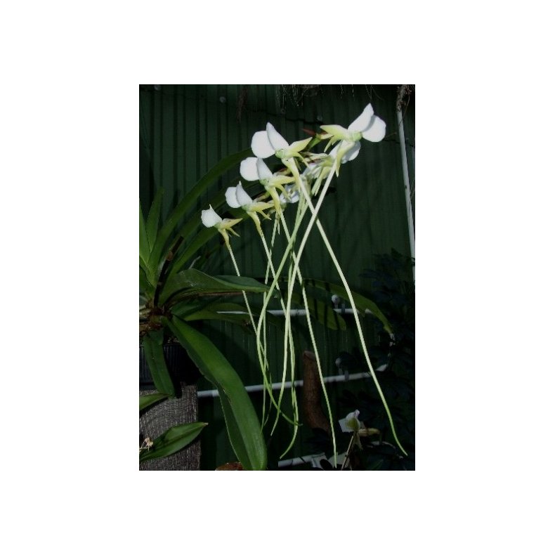 Angraecum eburneum v longicalcar 