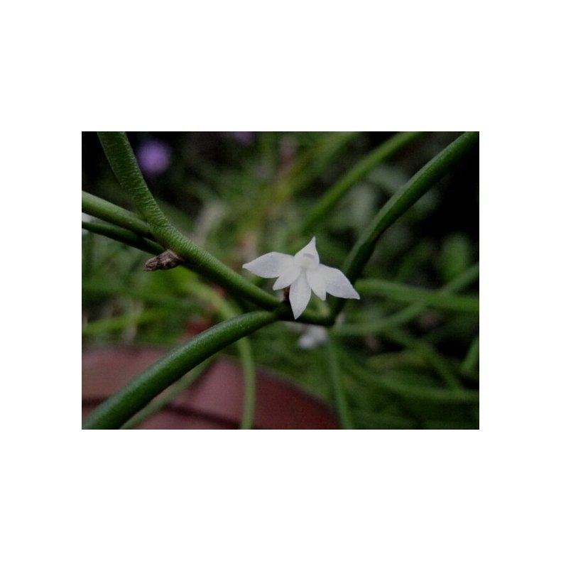 Angraecum subulatum 