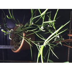 Angraecum subulatum 