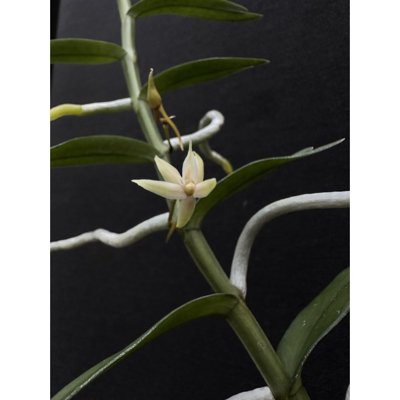 Angreacum erectum