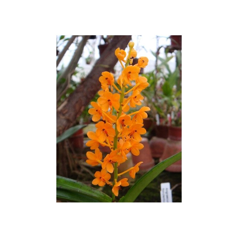 Ascocentrum miniatum 