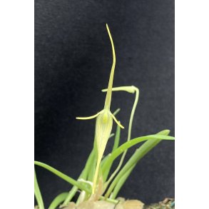 Barbosella cucullata