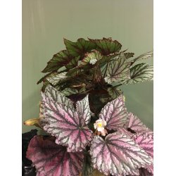 Begonia 01