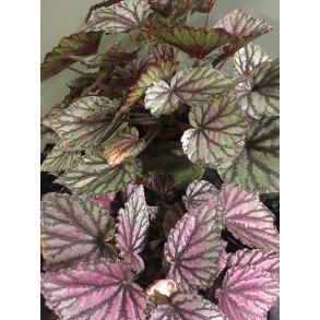 Begonia Type 1