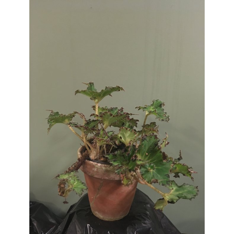 Begonia 02
