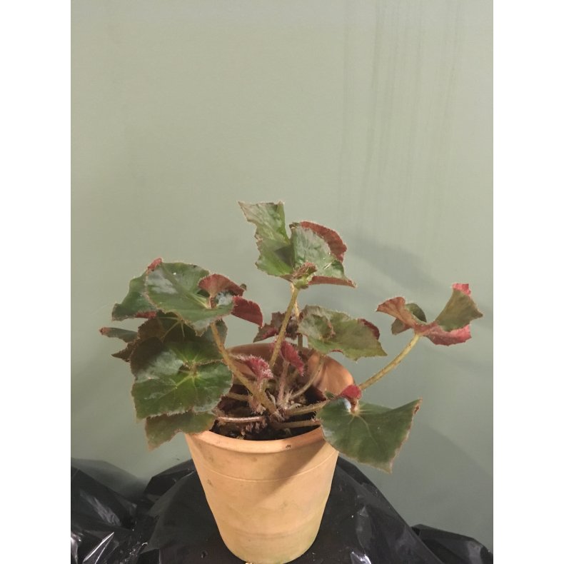 Begonia 03