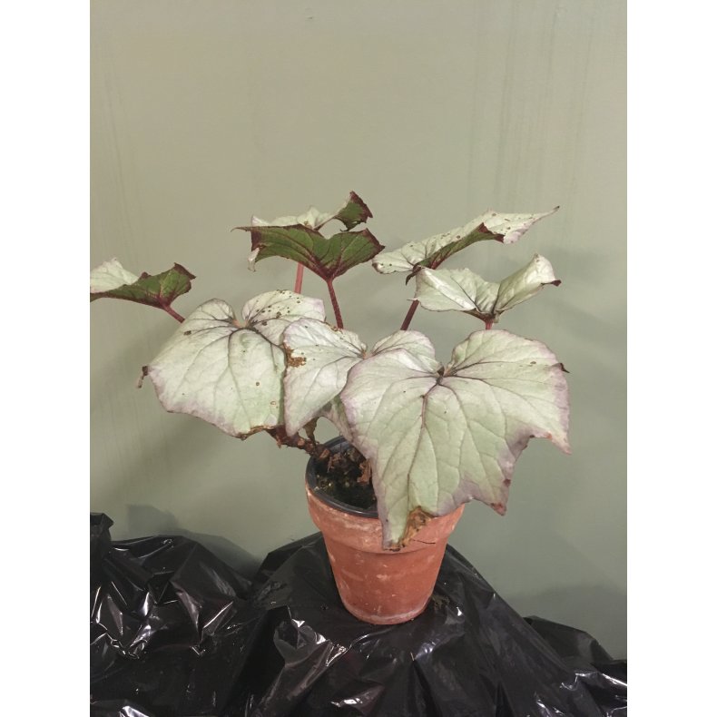 Begonia 04