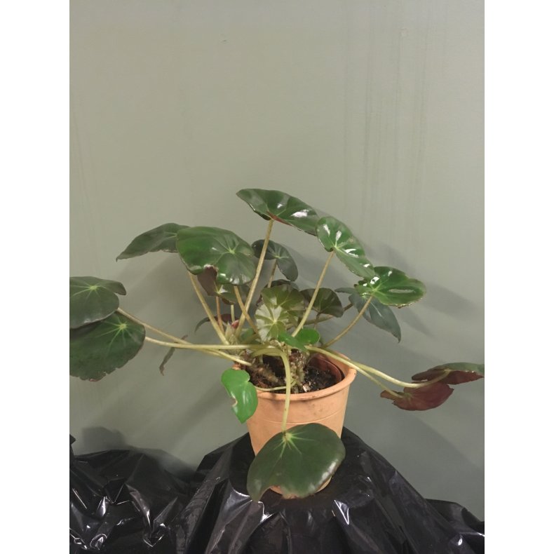 Begonia 05