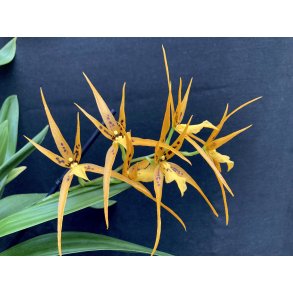 Brassada 'Orange Delight'