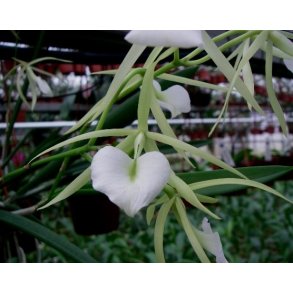 Brassavola Little Star