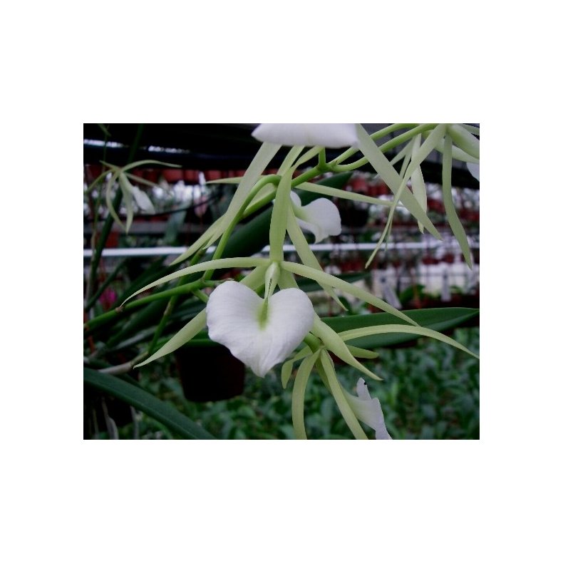 Brassavola Little Star