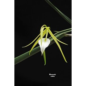 Brassavola nodosa 