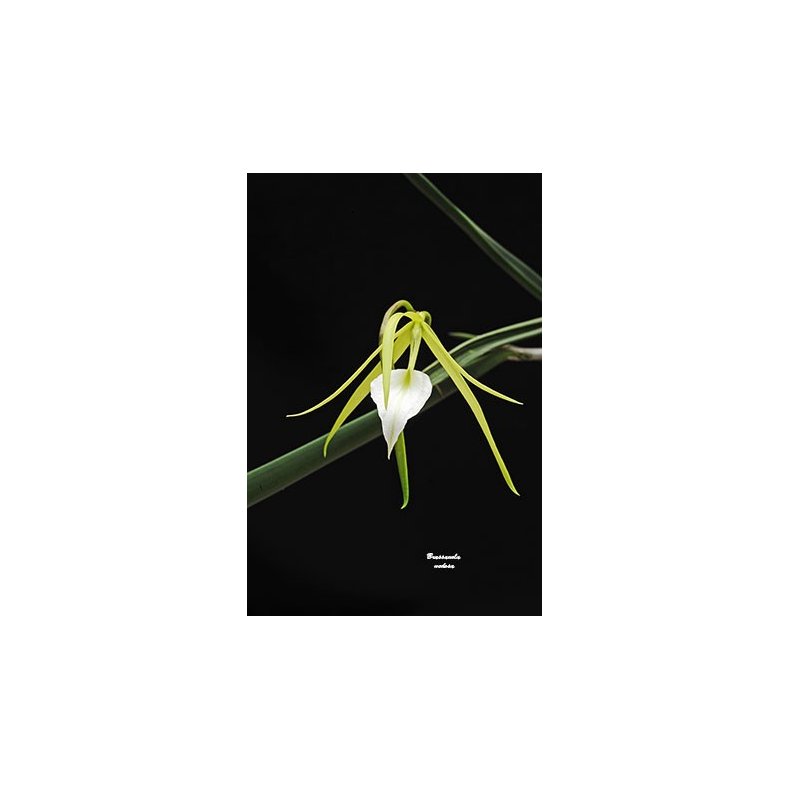 Brassavola nodosa 