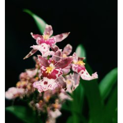 Brassia Magnificent 'Magnesium'