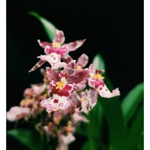 Brassia Magnificent 'Magnesium'
