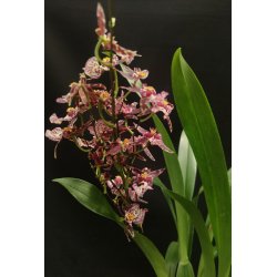 Brassia Magnificent 'Magnesium'