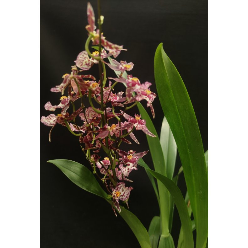 Brassia Magnificent 'Magnesium'